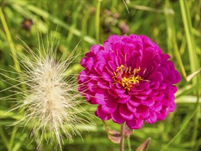 Close-up of a pink flower next to a tuft of white grass in the countryside, Bad Lippspringe,