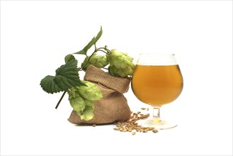 Elegant glass of chilled lager or draft with frothy head alongside sprig of green hops and barley