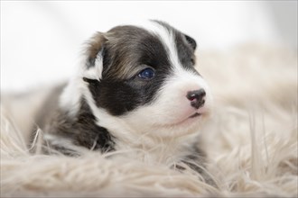 3 week old puppy (Icelandic Hound breed)