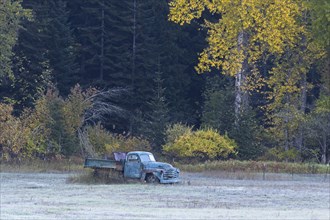 An old antique truck sits in a field by trees with yellow leaves in Autumn in north Idaho