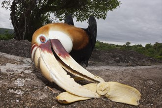 Papuan Hornbill, Rhyticeros plicatus, Tufi, Oro Province, Papua New Guinea, Oceania