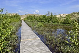 Boardwalk in the Amrum dunes nature reserve near Wittdün, Amrum, North Frisian Island, North