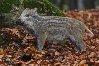 Wild boar, Sus scrofa, wild boar