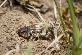 Auensandbiene, Andrena vaga, grey-backed mining bee