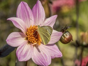 Butterfly and bee on a pink flower, dense close-up shows fine details and colours, Bad Lippspringe,