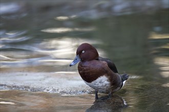 Moorente, Aythya nyroca, ferruginous duck