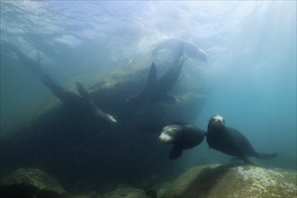 California sea lions, Zalophus californianus, Cabo Pulmo National Park, Baja California Sur,