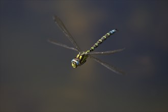 Southern Hawker, Aeshna cyanea, southern hawker