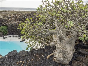 A gnarled tree growing in a rocky coastal landscape and stretching over blue water, Lanzarote,