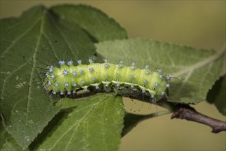 Saturnia pyri, giant peacock moth, caterpillar