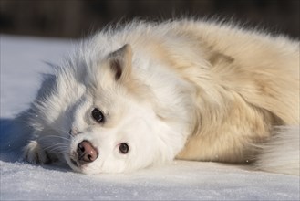 Icelandic dog lying in the snow