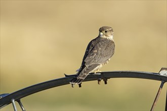 A small merlin falcon perched on an irrigation wheel in north Idaho