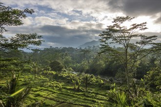 The green side of Bali, green rice terraces in the original Bali. Rice cultivation in the midst of