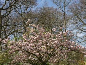 A cherry blossom tree in bloom against a clear blue sky and bare trees, Amsterdam, Netherlands