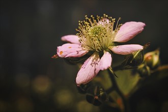 Blackberry blossom in a beautiful light mood with nice bokeh. Close up of the flower with many