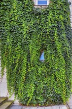 Facade with overgrown window and common Parthenocissus inserta, also known as five-leaved Wild Vine