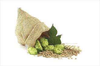 Bag full of hops and wheat isolated on white background, important ingredients in food and beverage