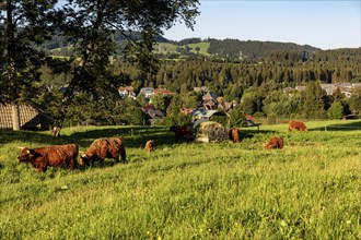 Highland cattle, Kyloe, Highlands, on the pasture, Hinterzarten, Baden-Württemberg, Black Forest,