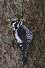 Three-toed woodpecker, male, Picoides tridactylus, three-toed woodpecker, male