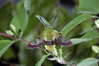 Bumblebee hawk-moth, Hemaris fuciformis, broad-bordered bee hawk-moth