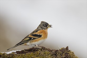 Mountain Finch Male, Fringilla montifringilla, brambling, male