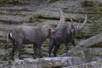 Alpine ibex, Capra ibex, Alpine ibex