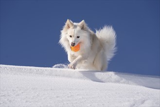 Retrieving Icelandic dog in the snow