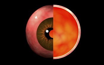 Conceptual image of human eye cross section