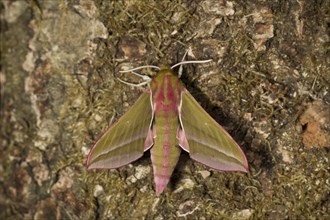 Elephant hawk-moth, Deilephila elpenor, elephant hawk-moth