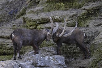 Alpine ibex, Capra ibex, Alpine ibex