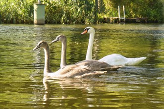 Swan family. Elegant white swan swims in the water with its two grey young. the wild animal appears