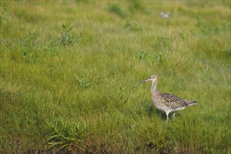 A Eurasian curlew stands in a wetland