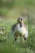 A Canada goose chick waddles through the grass