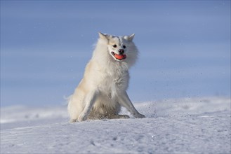 Ball games in the snow