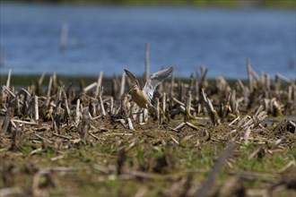 The short-billed dowitcher (Limnodromus griseus), shorebird in the marsh. Adult birds in summer