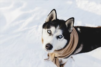 Husky wrapped in a scarf in a snowy forest.