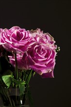 A low key studio image of pink roses in a glass vase