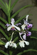 White and purple orchids, Vanda 'Blue Moon' in garden setting