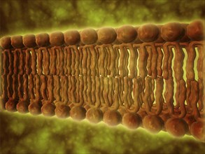 Microscopic view of phospholipids. Phospholipids are a major component of all cell membranes as