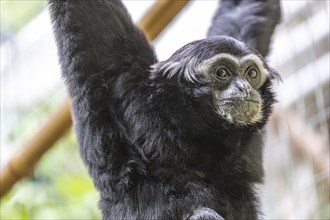 Pileated gibbon (Hylobates pileatus) at Zurich Zoo, Zurich, Germany, Europe