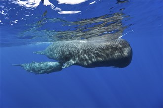 Sperm whale mother with calf, Physeter macrocephalus, Caribbean, Dominica, Central America