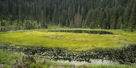 Lake Huzenbach in the northern Black Forest