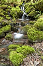 Moss covered rocks and a cascading stream along the Sol Duc Falls trail in Washington