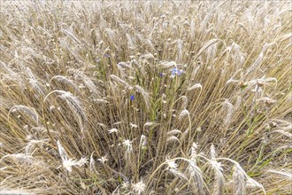 Wheat ears with blue cornflowers in front of the harvest as background