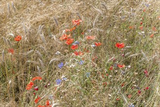 Wheat ears with blue cornflowers and red poppies in the background in front of the harvest