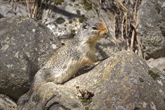 A small columbian ground squirrel is stand on a small rock at Farragut State Park in north Idaho