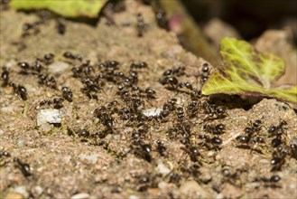 Ants, Formicidae, Ants