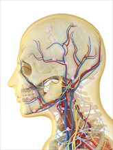 Human face and neck area with internal throat parts, nervous system, lymphatic system and