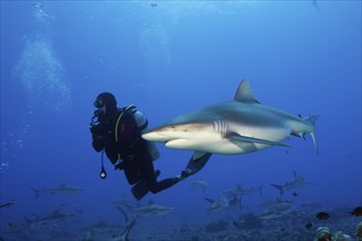 Grey reef shark, Carcharhinus amblyrhynchos, Moorea, French Polynesia, Oceania