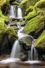 Moss covered rocks and a cascading stream along the Sol Duc Falls trail in Washington